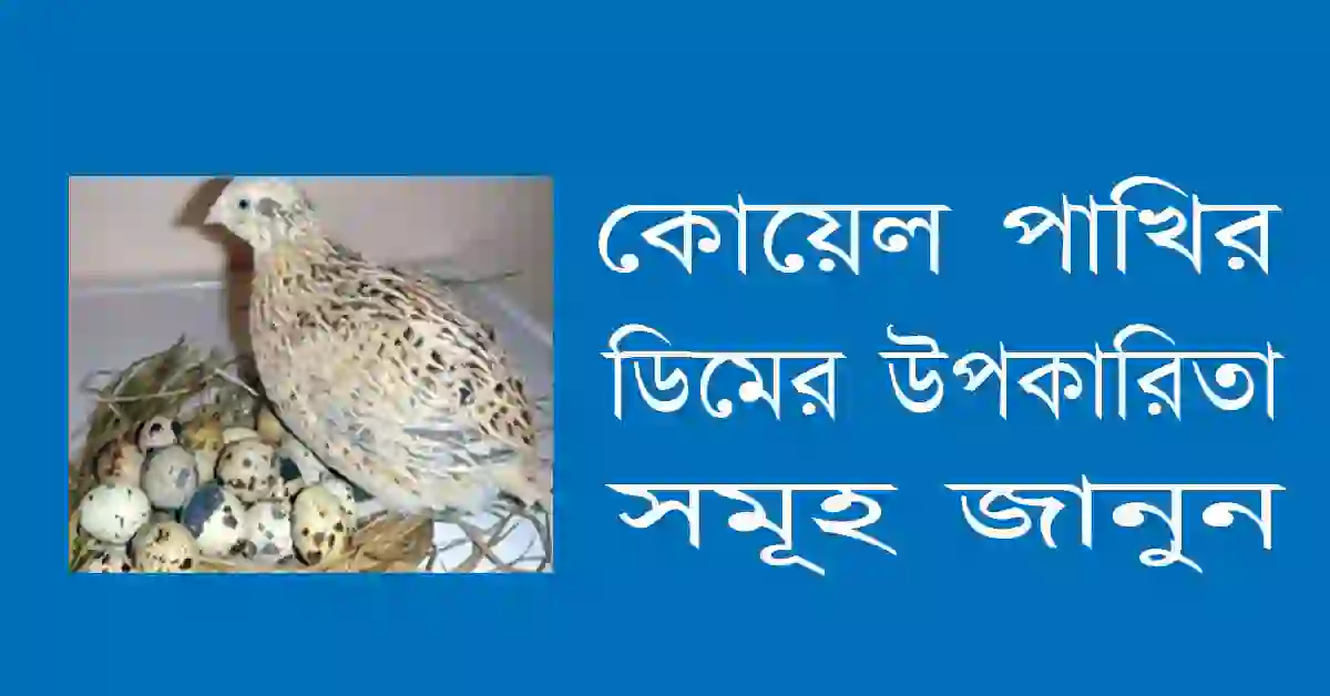 কোয়েল পাখির ডিমের উপকারিতা